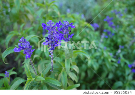 blue blue salvia flowers bloomed blue blue salvia flowers bloomed 95535084