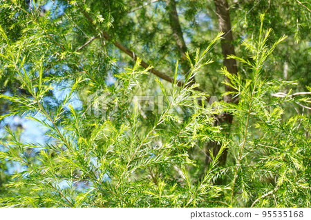 Black tea tree sunny day photo Black tea tree sunny day photo 95535168