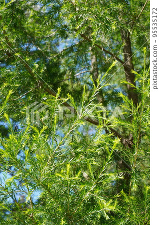Black tea tree sunny day photo Black tea tree sunny day photo 95535172