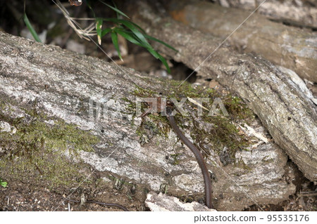 Hibakari is about to swallow a toad Hibakari is about to swallow a toad 95535176