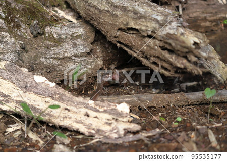 Hibakari is about to swallow a toad 95535177