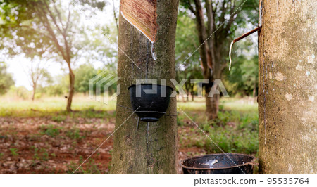 Rubber tapping in rubber tree garden. Natural latex extracted from para rubber plant. Rubber tree plantation. The milky liquid or latex oozes from wound of tree bark. Latex collect in small bucket. 95535764