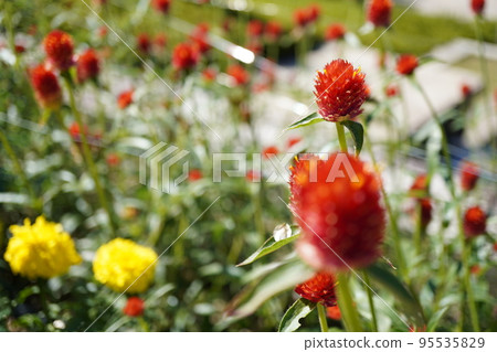 千竹草莓園的照片 千竹草莓園的照片 95535829