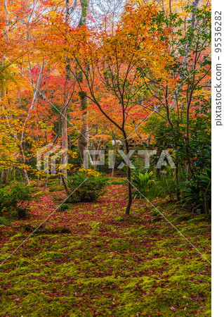 Autumn in Saga-Arashiyama, Kyoto Gio-ji Temple with autumn leaves 95536282