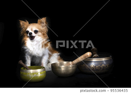 chihuahua in studio 95536435