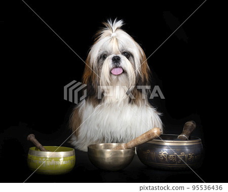 shih tzu in studio 95536436