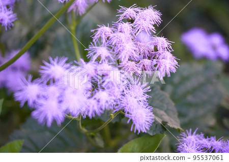 紫色的紫莖澤蘭照片 紫色的紫莖澤蘭照片 95537061