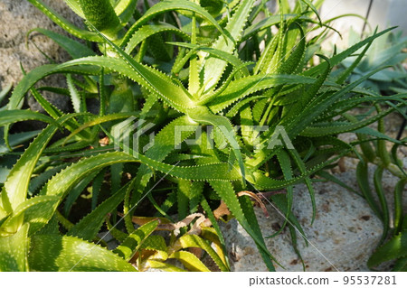 Aloe Andongensis Pictures Aloe Andongensis Pictures 95537281