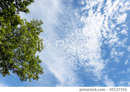 Autumn sky and grove Autumn sky and grove 95537356