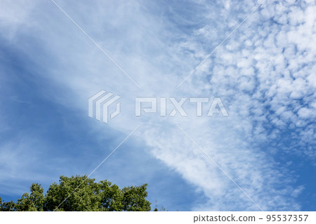 Autumn sky and grove 95537357