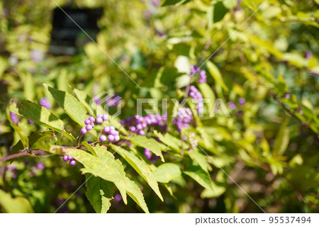 Photo of Purple Berries Photo of Purple Berries 95537494