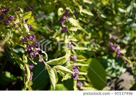 紫色漿果的照片 95537496