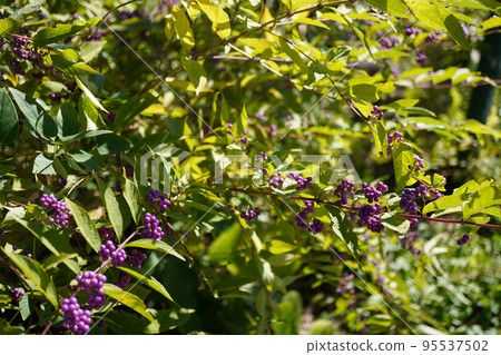 紫色漿果的照片 95537502