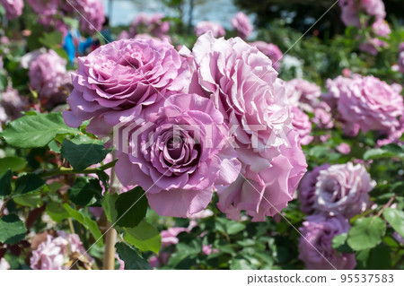 Blooming roses Blooming roses 95537583
