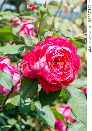 Blooming roses Blooming roses 95537592