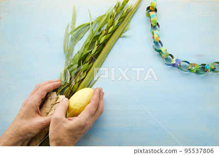 Jewish festival of Sukkot. Male hands holding Sukkot festival symbols Jewish festival of Sukkot. Male hands holding Sukkot festival symbols 95537806