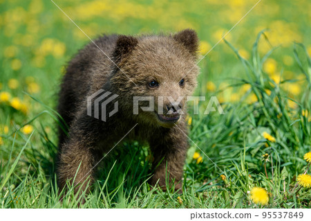 Young brown bear cub in the meadow with yellow flowers 95537849