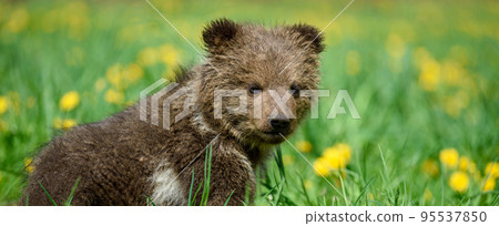 Young brown bear cub in the meadow with yellow flowers 95537850