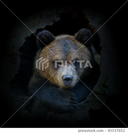 Young brown bear cub in tree trunk on dark background. Animal in the nature habitat Young brown bear cub in tree trunk on dark background. Animal in the nature habitat 95537852
