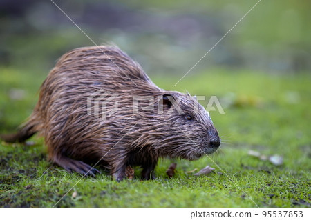 Young coypu (Myocastor coypus) in grass on river Young coypu (Myocastor coypus) in grass on river 95537853