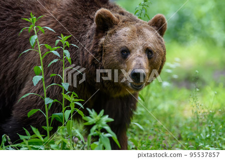 Wild Brown Bear (Ursus Arctos) in the summer forest. Animal in natural habitat 95537857