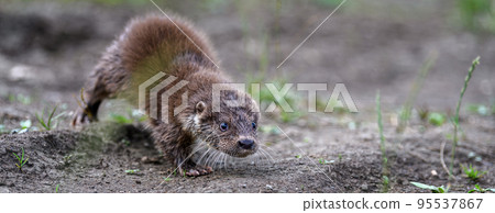 Lutra in nature habitat. Portrait of water predator. Wildlife scene Lutra in nature habitat. Portrait of water predator. Wildlife scene 95537867