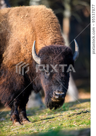 Wild adult Bison in the autumn forest. Wild animal in the natural habitat 95537877