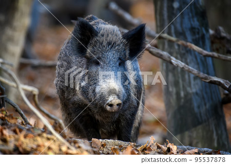 Wild boar in autumn forest. Wildlife scene from nature 95537878