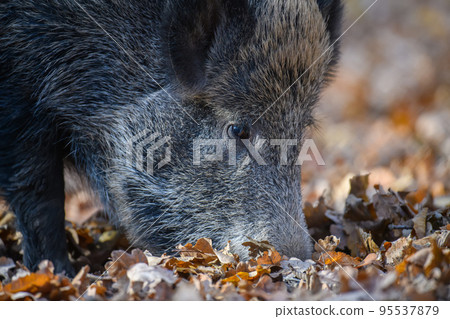 Wild boar in autumn forest. Wildlife scene from nature 95537879