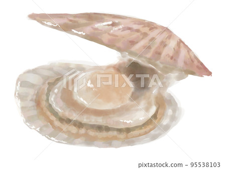 手繪扇貝 手繪扇貝 95538103