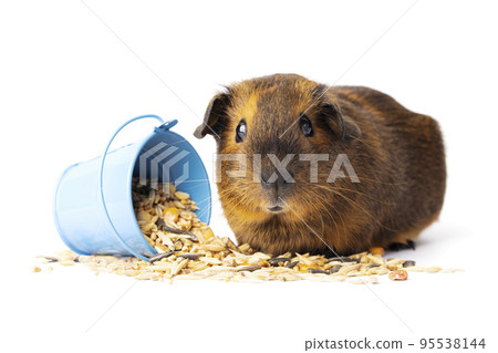 Cute little brown guinea pig nibbles pet food on white background 95538144