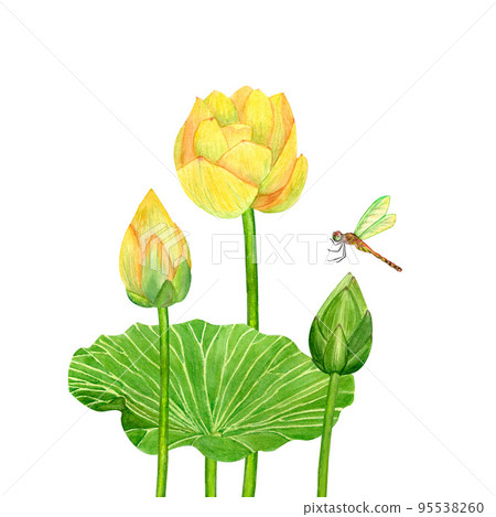 Yellow lotos flower, watercolor botanical illustration, Asian garden, beautiful water lily, green leaves, lotus bud, tropical floral clip art isolated on white background 95538260