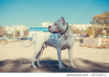 Beautiful white Staff terrier playin at the dog training ground. Dangerous dog breed. Healthy and active pet Beautiful white Staff terrier playin at the dog training ground. Dangerous dog breed. Healthy and active pet 95538272