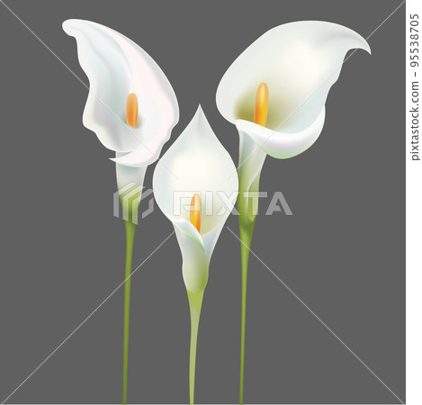 Realistic Detailed 3d White Calla Lily Flowers Set Beautiful Plant Decoration Element for Web and App Design. Vector illustration 95538705