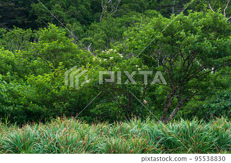 coastal forest of dwarf trees on the slope of the volcano on the island of Kunashir in cloudy weather 95538830
