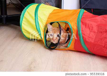 Sad cat in a veterinary collar in a tunnel 95539316