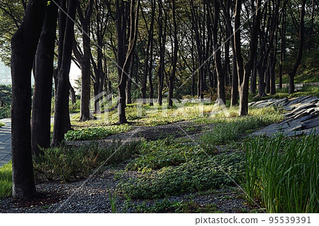 南山森林長廊 95539391