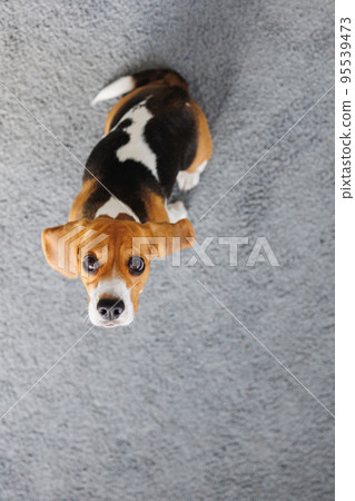 beagle dog top view, cute spotted dog looking into the frame, pet training, dog food and clothing 95539473
