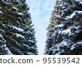 The branches of a Christmas tree in the snow. 95539542