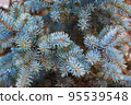 The branches of a Christmas tree . Nature Background. 95539548