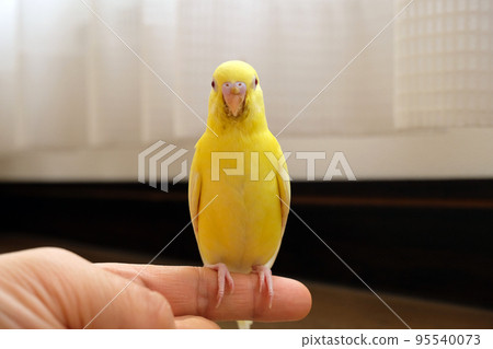 Human fingers and budgerigar chicks after eating 95540073