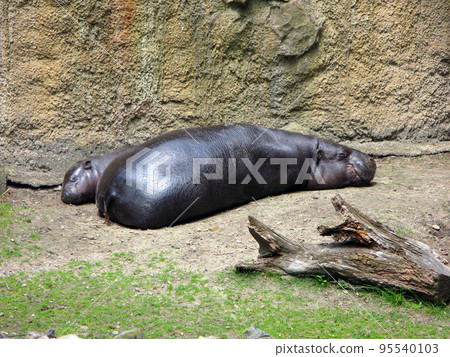 pygmy hippopotamus with small cub lies on sand. Choeropsis liberiensis close up. Berlin zoo pygmy hippopotamus with small cub lies on sand. Choeropsis liberiensis close up. Berlin zoo 95540103