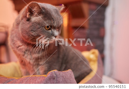 Christmas cat. Portrait striped kitten with Christmas lights garland on festive red background. 95540151
