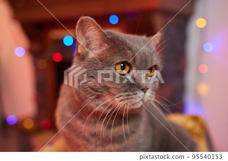 Christmas cat. Portrait striped kitten with Christmas lights garland on festive red background. Christmas cat. Portrait striped kitten with Christmas lights garland on festive red background. 95540153