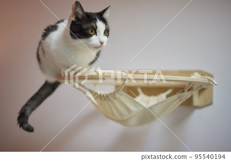 Cat scratching post wall mounted in modern room for pet on white wall, stylish decoration for cat owner with copy space. 95540194