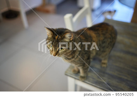 cat lying down on wooden table looking at camera. 95540205