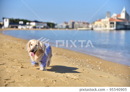 Dax and the sea Dax and the sea 95540905