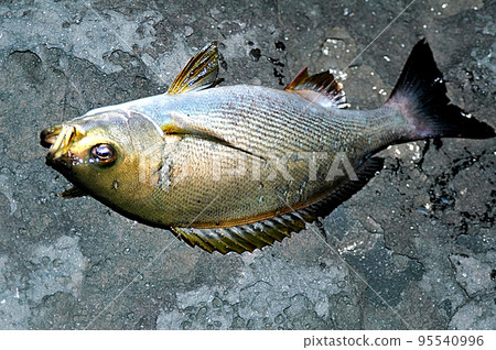 I took a picture of the grunt that I caught lying on the beach at my feet. 95540996