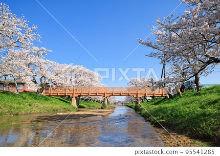 <Shimane Prefecture> Tamatsukuri Onsen: Rows of cherry blossom trees along the Tamatsukuri River and Dogebashi Bridge 95541285