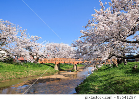 <Shimane Prefecture> Tamatsukuri Onsen: Rows of cherry blossom trees along the Tamatsukuri River and Dogebashi Bridge 95541287